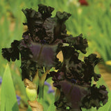 Close-up of a black and purple All Night Long Fragrant Iris flower with a blurred garden background.