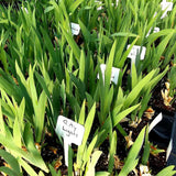 Young green iris plants in pots with small labels in a garden setting