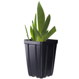 Potted iris in a black pot on a white background