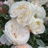 Close-up of a bouquet of Top Cream Roses with green leaves.