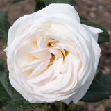 Close-up of a white Top Cream Rose with green leaves in the background