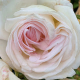 Close-up of a Top Cream Rose with soft focus on petals