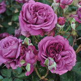 Close-up of Plum Perfect Roses with green leaves in the background
