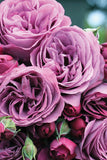 Close-up of Plum Perfect Roses with a blurred green background