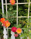 Joseph's Coat Rose 1.5 Gallon Potted Climbing Rose