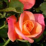 Close-up of a pink and orange Joseph's Coat Rose with green leaves.