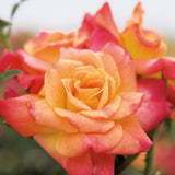 Joseph's Coat Rose 1.5 Gallon Potted Climbing Rose