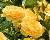 Close-up of yellow Julia Child Roses with green leaves