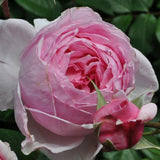 Close-up of a pink Kiss Me Kate Climbing Rose with a bud against a green background