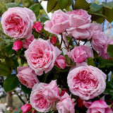Close-up of Kiss Me Kate Climbing Roses with green leaves