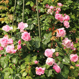 PinkKiss Me Kate Climbing Roses blooming among green leaves