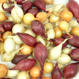 Assorted shallots in red, white, and yellow on a white background
