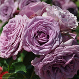 Close-up of Arborose Quicksilver Purple Climbing Roses with a blurred background