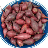Red onion sets in a blue bowl on a white background