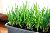 Potted onions with green shoots on a neutral background