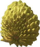 Close-up of a Green Sugar Apple, Sweetsop, Annona Tree