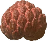 Close-up of a red-skinned Red Sugar Apple, Sweetsop, Annona fruit on a white background