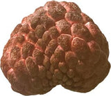 Close-up of a Red Sugar Apple, Sweetsop, Annona Tree fruit on a white background