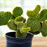 Funny Bunny Prickly Pear cactus plant in a pot on a wooden surface with a blurred background