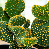 Close-up of a Funny Bunny Prickly Pear cactus with green pads and yellow spines.