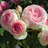 Close-up of pink and white Eden Climbing Roses with green leaves