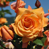 Close-up of a vibrant Arborose Tangerine Skies Orange Climbing Rose with green leaves against a blurred natural background