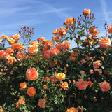 Bush of Arborose Tangerine Skies Orange Climbing Rose against a blue sky