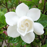 Close-up of a gardenia flower with green leaves in the background