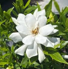 Frost Proof Gardenia (Jasminoides)with green leaves on a blurred background