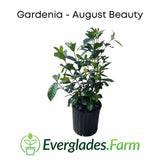 Potted Gardenia plant with 'Everglades Farm' logo on a white background