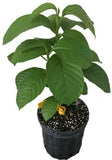 Potted Giant Granadilla Plant with green leaves on a white background