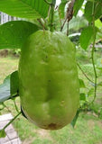 Green Giant Granadilla Plant hanging from a vine with leaves in the background