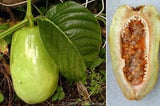 Two images of a Giant Granadilla Plant fruit with leaves on the left and a cut-open fruit revealing its interior on the right.