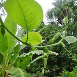 Close-up of Giant Granadilla Plant leaves with a blurred natural background