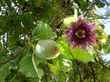 Giant Granadilla Plant fruit and purple flower on a tree