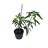 Potted Glenn Mango plant with green leaves on a white background