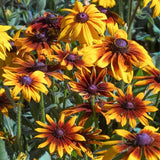 Daisy, Gloriosa (pack)