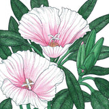 Illustration of Godetia, Semi-Tall Single Mix with green leaves on a white background