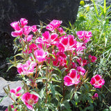 Godetia, Semi-Tall Single Mix (pack)