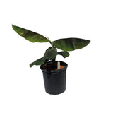 Goldfinger Banana Musa FHIA-1 on a white background