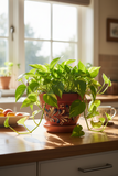 Pothos 'Golden' - 4" Pot - NURSERY POT ONLY