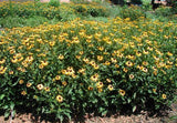 Rudbeckia 'Goldsturm' - 3.5 inch Pots (Minimum Quantity: 25 Plants)