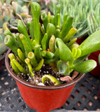 Potted Crassula ovata ‘Gollum’ plant with green leaves in a red pot