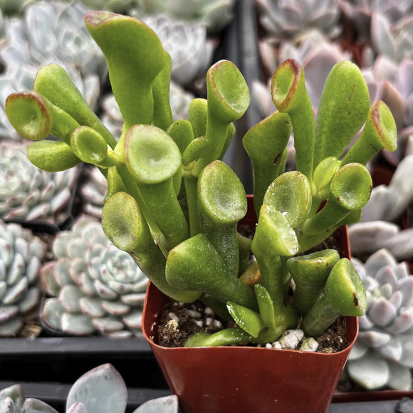 Crassula ovata ‘Gollum’ plant in a red pot surrounded by other plants