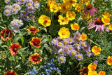 Colorful mix of flowers including yellow, purple, and red blossoms. GoodBug™ Wildflower Mix A Natural Way to Fight Garden Pests—Without Chemicals