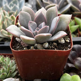 Graptoveria 'Debbie' in a red pot surrounded by other plants