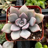 Graptoveria 'Debbie'in a red pot with a blurred background of other plants