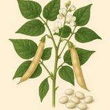 Illustration of an Heirloom Great North Bean with green leaves, white flowers, and beige pods on a beige background.