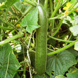 Green Finger Cucumber growing on a vine with leaves and flowers in the background