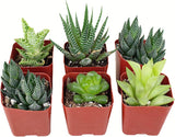 Set of six small succulent plants in red pots on a white background